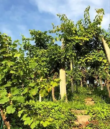 Adorable In The Middle Of Vineyards Ptujska Gora