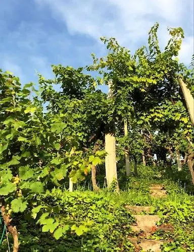 Adorable In The Middle Of Vineyards Ptujska Gora